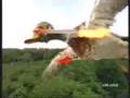 Funny Commercial - Ducks Revenge