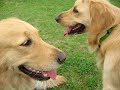 Dino the Golden Retriever takes you to Dajia Riverside Park