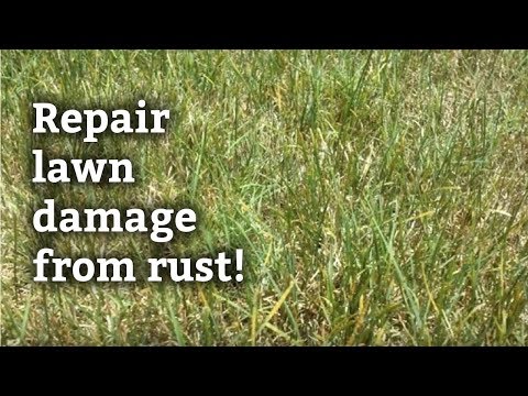 how to get rid of rust fungus on grass