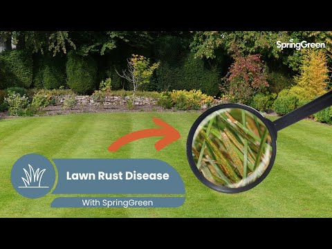 how to kill rust fungus