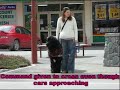 My newfoundland service dog part 1