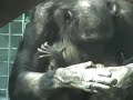 video shows the first view of a new bonobo baby, 1 week old. the bonobo is a rare, very endangered species. very few videos exist of a new infant and maybe none of just-born infant and mother.

the mother is very protective -- holding the baby close at all times. she constantly grooms it. the infant can hold on as the mother moves around.

the mother is unga, the new one is gina, and unga's son is gander. in the same enclosure are lucy, son ricky, and daughter jo-t. in the other enclosure are the matriarch, susie, her son donnie, and daughter lalu.

also shows bonobos greeting.

the bonobo may be the most closely related of all species to the human. we share about 98 % of our genetic make-up. we are more closely related to them and chimpanzees than chimpanzees are to gorillas. behaviorally the bonobo may be more like people than the chimp. however they are among the most recently discovered of species, thus, few people know about them. bonobos are notable because they have very complex behavior and can resolve their conflicts by a variety of means that result in an overall peaceful society. 

they look like people with neatly parted hair and red lips.

**the bonobo, also called the pygmy or gracile chimpanzee (pan paniscus) belongs to the species (with the common chimpanzee) that is most closely related to humans. its dna is 98% identical to that of humans and some researchers think they should be classified with the human species, i.e., homo paniscus. bonobos have relatively long legs, a matriarchal cultural, and are generally considered frugivorous. they often walk upright and have a human-like appearance. frans de waal, one of the leading primate researchers, has stated that the bonobo is capable of empathy, kindness, altruism, and compassion. e. savage-rumbaugh and roger lewin have extensively studied the ability of the bonobo to learn language. kanzi has learned over 3000 spoken english words and around 400 lexigrams. he can understand simple grammatical sentences and possibly invent new vocal sounds. the bonobo is also an accomplished tool user. 

many consider the bonobo to be the most closely related of all animals to people. the bonobo has been presented as a stand-in for what human ancestors of only a few million years looked like. the bonobo is remarkably intelligent.