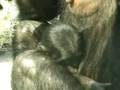 Bonobo Baby First View Mother Infant