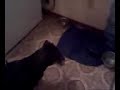 Zoe freaking out over water bubbles in dish