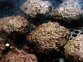 Burgers on the grill