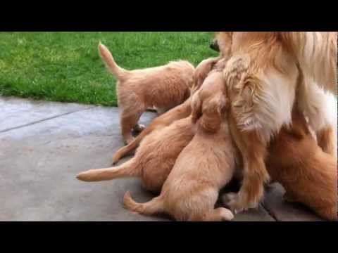how to care golden retriever puppy