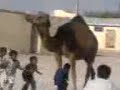 شوفوهم ماشاء الله متعودين لووول