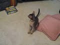 Monkey (M Blue Abyssinian) trying to escape his collar