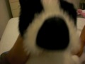 My Webkinz Boston Terrier can SMELL YOU!