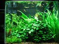 25GAL Planted Aquarium