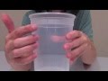 Making a Spotted Wing Drosophila Trap