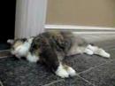 Macrina in Hallway - Rubbing ear