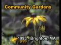 Boston: (Brighton) Herter Community Gardens - 1993