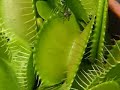 Venus Flytrap in Action