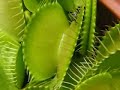 Venus Flytrap in Action