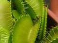 Venus Flytrap in Action