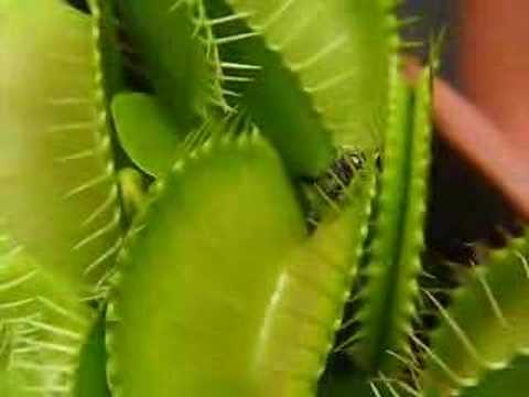 how to transplant a venus fly trap