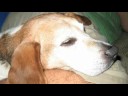 In Loving Memory... Champ