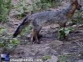 Fox encounters Timber Rattlesnake