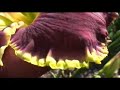 Daylilies - Floyd Cove Nursery - Daylily