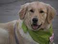 Destapa y Unete - Adiestrar Perro de Asistencia Destapa y Unete - Adiestrar Perro de Asistencia