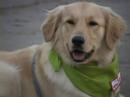 Destapa y Unete - Adiestrar Perro de Asistencia