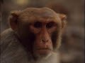 PBS - The Nature Of Sex - Sex And The Human Animal (5/6) PBS - The Nature Of Sex - Sex And The Human Animal (5/6)