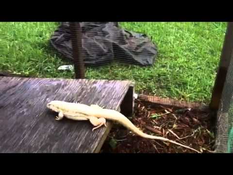 YouTube reptile video