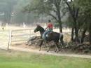 Gaited Horse