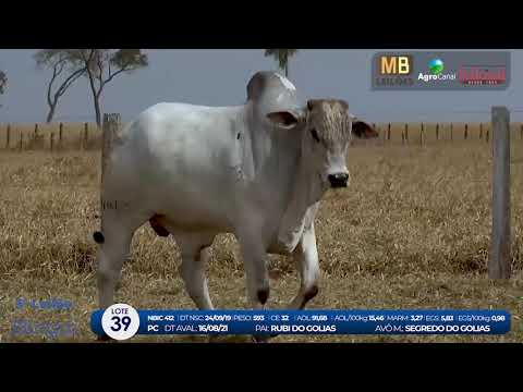 2 DE OLHO NA FAZENDA NELORE BIRIGUI