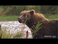 Alaska.org - Kodiak: Alaska\