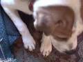 videos de DAD'S VIEW ON THE DOG.wmv