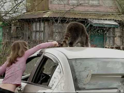 Видео 'Енот Кузя'