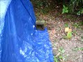 www.survivalistboards.com In this update we look at building a fenced run on the end of the chicken coop