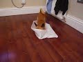 Harvey versus the squeaky ball & bag! Harvey versus the squeaky ball & bag!