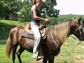Rocky Mountain Horse Rocky Mountain Horse