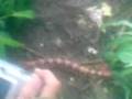 centipiede @ One Tree Hill..MATHERAN=--bHARAT cHHATRE