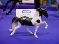 Breyerfest 2007!!
