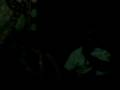 videos de Coachella camping afterparty 2008