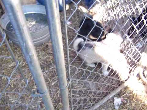 puppy play MG2 and her litter mates