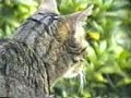 Körnchen - Die besten Jahre