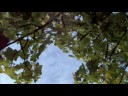 poem & video of fig tree by hollace m. metzger, dubbed over part of 