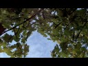 poem & video of fig tree by hollace m. metzger, dubbed over part of 