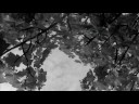 poem & video of fig tree by hollace m. metzger, dubbed over part of 
