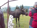 Alaska Wildlife Conservation Moose