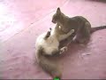 Namoro dos Gatos Namoro dos Gatos