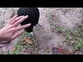 The Jacamim (Psophia crepitans) or Grey Winged Trumpeter, is my favorite bird of the Amazon rainforest, because they have such endearing personalities. The Indians do eat Jacamims, but often simply keep them as pets.