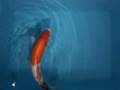 Tategoi-koi koi stock 200059