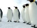 O Come All Ye Faithful & We Three Kings Of Orient Are - INNE Manele-Gratis.net
