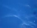 DELFINES EN LANAI DELFINES EN LANAI